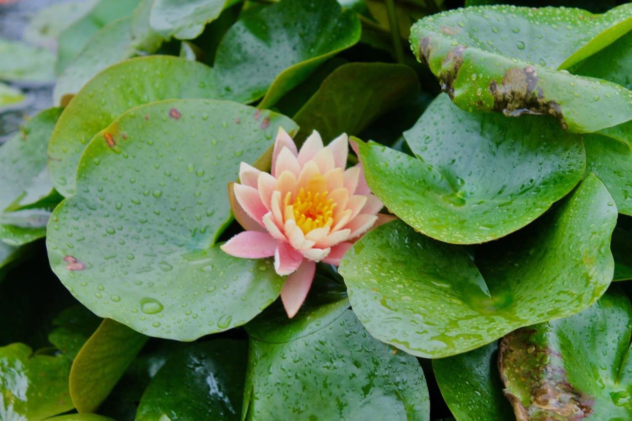 Lotus Farms Resort, Mahableshwar Mahābaleshwar Exteriör bild